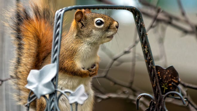HONORABLE MENTION: "Sassy Pants the Squirrel," by Sharon Bodenus of Little Lake. "I have a little red squirrel who has stolen my heart and many of my friends' on Facebook,' she said. "She started to appear this spring and has since been here every day for her sunflower seeds. She is a sassy little thing and so she was named Sassy Pants."