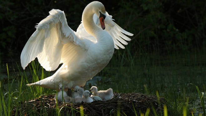 “Mama Stood and Stretched Her Wings,” by Mudg Poster, shows a swan rising from her nest at Kensington Metropark, revealing the cygnets she was warming for weeks.