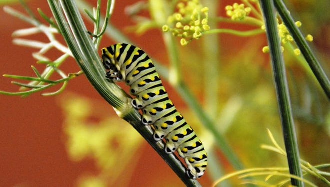 “A friend gave us a bunch of dill with black swallowtail eggs and a couple of caterpillars on, and we raised them indoors in a clear container to observe their transformation,” said Allison White of Clinton Township.  “Eggs hatched in 3-5 days. After about 10-13 days they turned into a chrysalis, and another 12-14 days they became the butterfly."