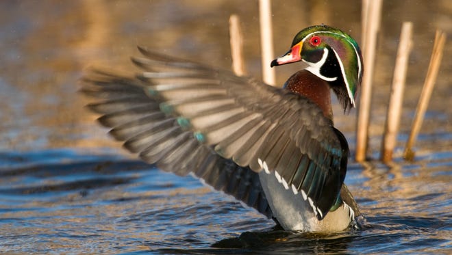 Kellen Crow of Commerce Township was at his favorite local duck hunting pond last fall when he saw this drake wood duck.  "This guy was amazing," he said.  "He put on a display for a hen wood duck and hen mallard, trying to catch their eyes."