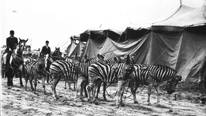 Zebras were sometimes used by 20th-century circuses, but as the years wore on, changing attitudes about animal rights and treatment contributed to the dwindling popularity of the traditional circus and the rise of more artistic, animal-free circuses.