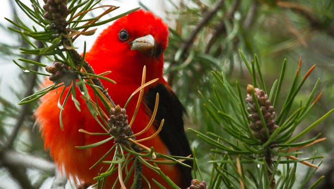 Avid bird photographer Pam Bedsole of Cheboygan attended the Tawas Point Birding Festival in East Tawas, held in May during spring migration. "The trees were filled with scarlet tanagers like nothing I had ever seen before," she said. "It was so beautiful to see a green pine tree filled with these red birds -  it was like Christmas in May."