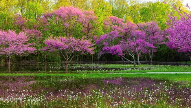 "Beautiful Spring Blossoms," by Anne Johnson of Brownstown, showcases redbud trees at waterlogged Lower Huron Metropark in Belleville.