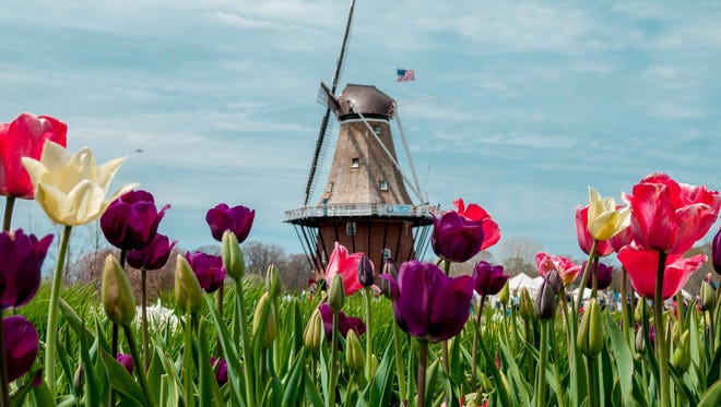 During Holland's Tulip Festival, Steve Korn of Oak Park crouched low to capture  tulips and the windmill, obtaining "the perfect souvenir photo from western Michigan’s premiere event," he said.