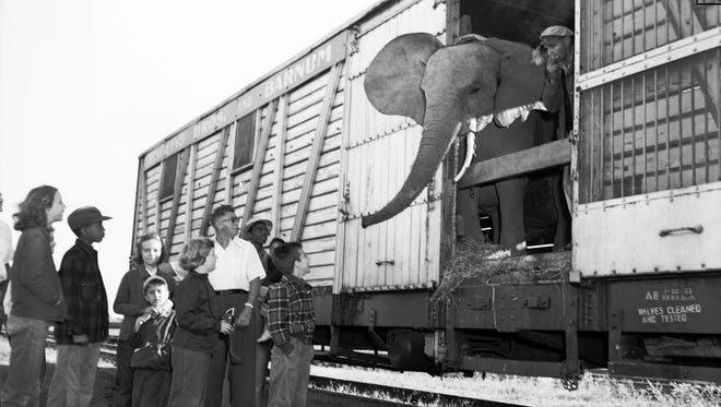 An elephant looks out of the Barnum & Bailey train at onlookers before being unloaded in Detroit in 1937.