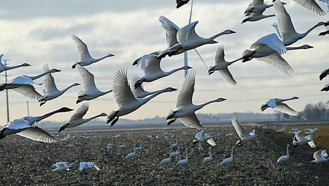 In "Taking Flight," by Lorie Pennell of Akron, Michigan, tundra swans continue their migration in April after stopping to feed at a field in Tuscolo County in Michigan's Thumb.