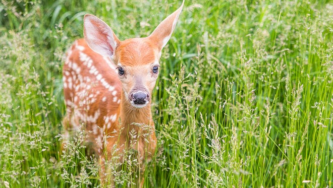 Jodi Byers of Allegan took "Little Curious Fawn" on the grounds of the Michigan Whitetail Hall of Fame Museum in Grass Lake.  "Since it was springtime the babies were out and about," she said.  "I was amazed how you could not see the babies at all in the tall grass when you walked by, but as soon as momma came close, they would pop up and run to her!"
