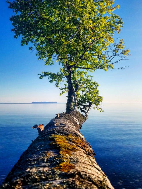 Michael Palko of Traverse City spent a week at Isle Royale National Park this summer. "I took a stroll along the beach of Little Todd Harbor," he said. "There I found this birch tree, extending straight out over the beach and Lake Superior, extending its branches out to Canada."