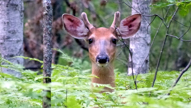 “Say Cheese!” by Margaret Feldhus of Sterling Heights, was shot on the Saddleback Trail in Comins, Michigan.  “This young buck picked up his head from the tall ferns exactly when I had the camera ready,” she said.