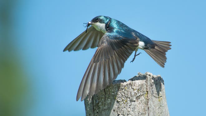 "Kensington Metropark has become my backyard nature center," said Sabrina Dao of Novi. Once she found a tree swallow's nest on a hiking trail, "I was fascinated by the beautiful bird flying in and out diligently to feed her baby chicks.  I brought my long lens and I was able to capture this shot of the swallow with a dragonfly in its beak."