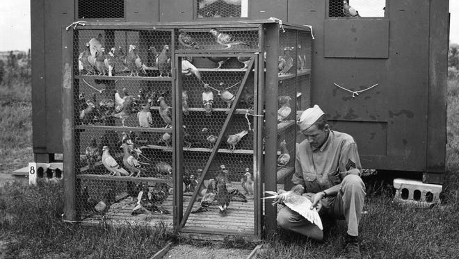 Corporal J.J. Stacke inspects newly arrived homing pigeons at Selfridge Field on Aug. 8, 1943. During World War II, 54,000 pigeons were used by the U.S. Army Pigeon Service for communication and reconnaissance purposes. Over 90% of messages sent by pigeons were received.