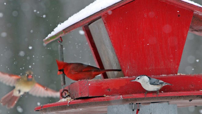 "I was setting in my walk-in basement apartment near Bellevue, Mich., looking out a picture window," said avid bird-watcher Hurman Shelton.  "I was concentrating on the nuthatch and the male cardinal. I did not see the female cardinal flying to the feeder. In the winter it is just me, the birds and creatures that come out of the woods to eat what I put out for them."