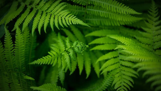 Cathy Bragiel of Linwood took this closeup of fern leaves “out in the woods that surround my house, where the ferns were really thick and bright green,” she said. “The sun was barely able to filter through enough light to take this.” She titled it “Deep Dark Woods.”