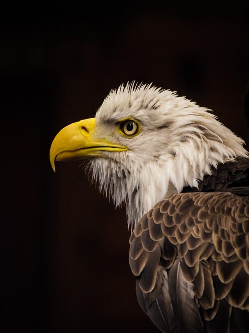 "Stern," by Olivia Fontana of Algonac, features Kili, a  rescue bald eagle with a fierce look.  "Suddenly he fluffed his feathers, probably tired of the paparazzi!" she said.  "Luckily, I wound up with the intense-looking shot as a result!”