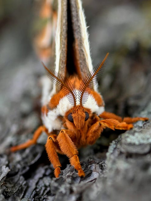"Orange Crush," by Richard Bagdasarian of Wixom, captures a giant silk moth clinging to a tree in Bloomfield Hills. "It was larger than a monarch butterfly, and it had huge antennae!" he said. "Look at that orange fur!"