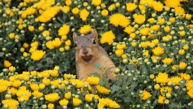 WOODS AND WILDLIFE PEOPLE'S CHOICE WINNER: "Squirrel in the Hardy Mums," by Corey Seeman of Saline.  It's one of 46,000 squirrel photos he has taken around the University of Michigan campus.  "Kinda crazy, but I love it," he says.