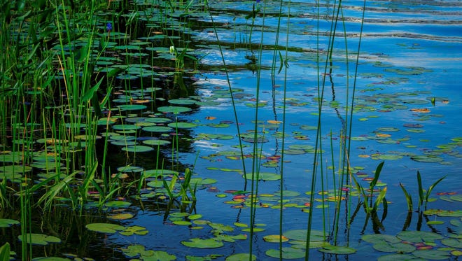 In "Reeds and Lily Pads," Bernadette Buechler of Portage captures blues and greens, and ovals and lines to show Crooked Lake in Howell with a painterly quality.