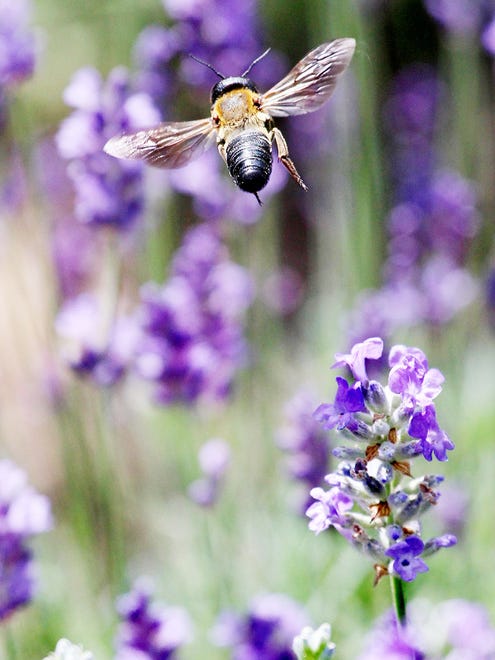 Ed Kirk of Commerce Township had to go no farther than his backyard for a wildlife shot that plays with depth of field to show an oversized bee hovering in front of a backdrop of purple flowers.