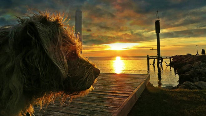 Many thanks to everyone who sent in wonderful photos for this year's contest.  The first place winner is "Basking in the Sunrise," by Cathy Rudd of Roseville. Every morning she takes Opie, her 12-year-old mixed terrier rescue, for a walk. "This morning I caught her profile just as the sun was making its way up through the clouds," she said.