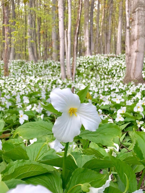 "A Trillion Trilliums," by Tom Sovereign of St. Johns. While exploring the back roads of Northport, Michigan during a  25th anniversary mini-vacation, "I heard my wife gasp," Sovereign said. "We were looking for cherry blossoms, but she had spotted this beautiful woods with trilliums as far as the eye could see!"