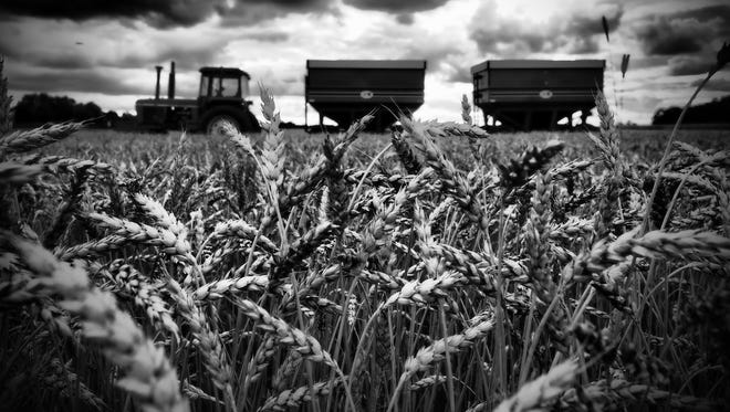 Bruce Kowalczyk of Mason was driving down a country road west of St. Johns when he spotted this scene. His black-and-white photo,  which he titled “In the Wheat Fields ...,”  is reminiscent of Depression-era images of rural America.