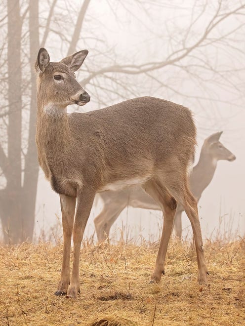 It was a foggy morning in January when Pat Eisenberger of Warren visited an Oakland County nature center. "As I stood quietly they silently walked by, grazing on the brown grass as if they never even saw me," she said. "The only sound was the clicking of my shutter and my heart beating in my ears!"