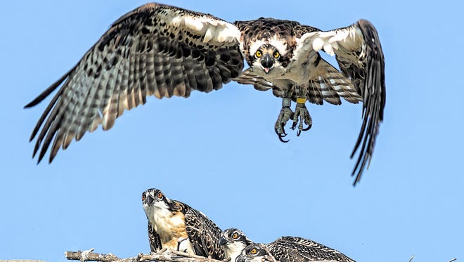 A female  osprey stares fiercely into the camera as she flies toward her nest of three younglings near Dixie Highway in Monroe County. "The yellow tag shows the mom was born in 2013, and the metal tag shows she was born in Monroe County," said Fred Drotar of Newport, who call his shot "Dixie Chicks & Mom."