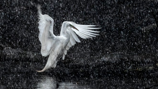 WOODS AND WILDLIFE WINNER: "Kensington Spring!" by Jeffrey Wagoner of Plymouth, was taken just after daybreak in late spring in Kensington Metropark. "A sudden snow squall surprised me as much as it did the egret,” he said.