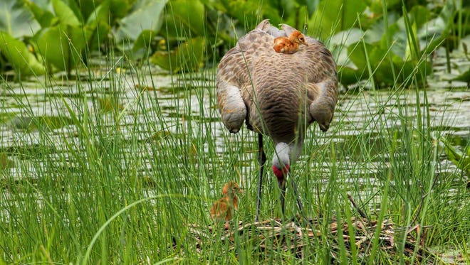 "Just Hours Old," by Mudg Poster of West Bloomfield. One hours-old Sandhill Crane had the surprise of its new life when mom stood up.