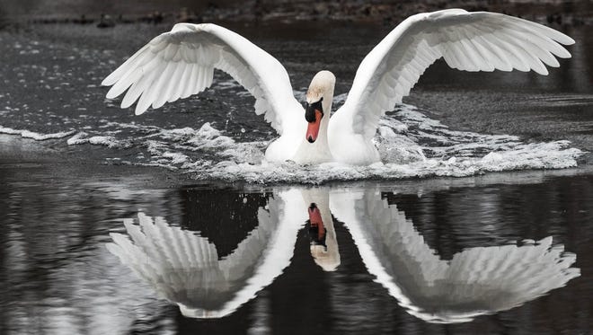 WOODS AND WILDLIFE CONTEST WINNER: "I saw this mute swan circling an island  near the Nature Center (at Kensington Metropark)," said Jeff Wagoner of Plymouth.  "Then it came in for a landing right in front of me.  At the time I thought, 'What a wonderful performance.'"