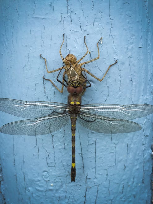 “My wife and I have a cabin in the U.P. and she noticed a pair for these (dragonflies) emerging from their larva shells,” said Gregory Zigila of Brooklyn. “It took about two hours checking on them and when they spread their wings is when I took the photo.”