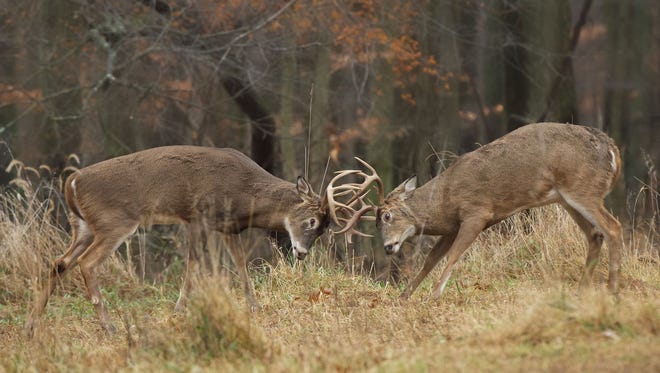 HONORABLE MENTION: An odd sound in the Kensington Metropark woods on a brisk November day captured the attention of Jim Ridley of Brighton. "I walked slowly to where the noise originated and saw these two bucks in the clearing with horns clacking as they engaged," he said. "When they heard my shutter they disengaged and leapt into the woods. Neither buck was injured."