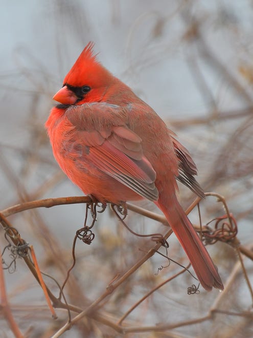 "Winter Cardinal," by Justin Bradley of Almont, was captured on a mid-January day in Harrison Township. "I saw this beautiful, bright cardinal puffed up, just trying to stay warm," he said.