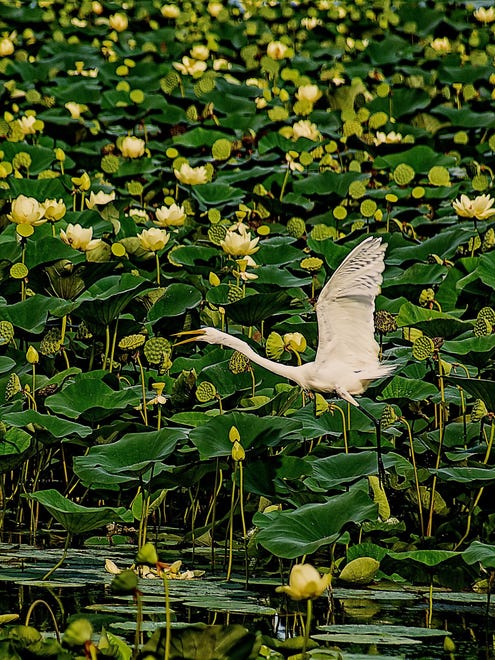 "Egret & American Lotus," by Fred Drotar of Newport. An egret flies through a bed of American lotus at Sterling State Park in Monroe County.