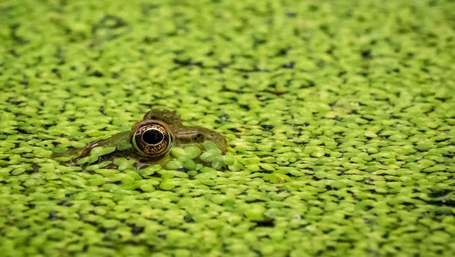 "Eye See You," by John Clark of Westland. A frog pokes its head out of the duckweed in a pond at the Dahlem Center in Jackson. "I loved how some of it stuck on his face so I got my camera as close to the water as possible and focused right on the eye," Clark said. "Even with a large F-stop, the foreground and background blurred out wonderfully and he just stood out."