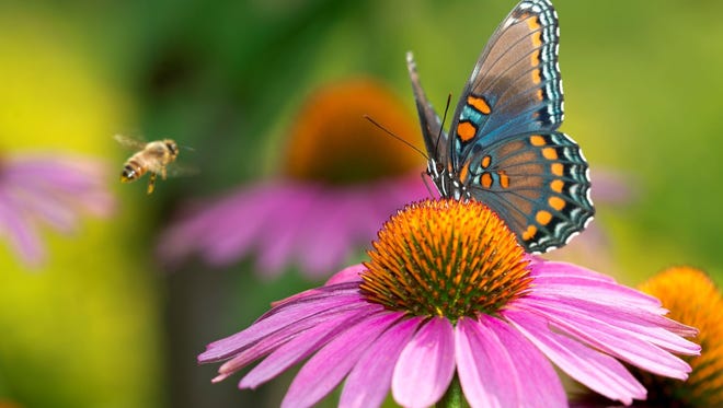 "Summer Is Colorful -- Yeah!"by Mukesh Nyati of Ypsilanti, lives up to its title. “Butterflies, bees, flowers all came together for this amazing treat to the eyes,“said Nyati, who took this shot in his backyard.