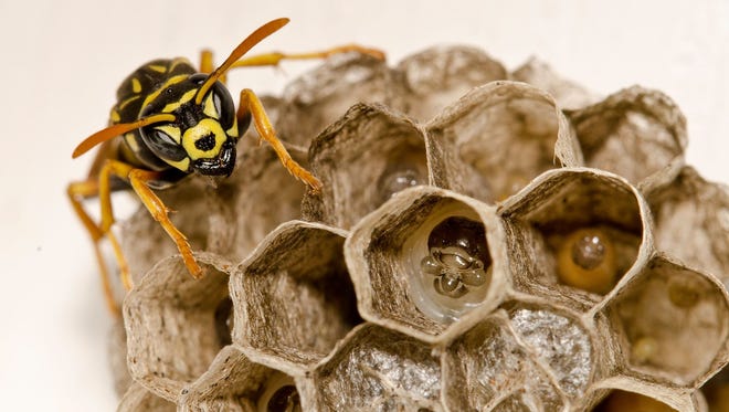 "Wasp and the Nest," by Mukesh Nyati of Ypsilanti.  When yellow jackets built a nest at the corner of his garage, Nyati used a micro lens to capture "nature's remarkable engineers" at work.