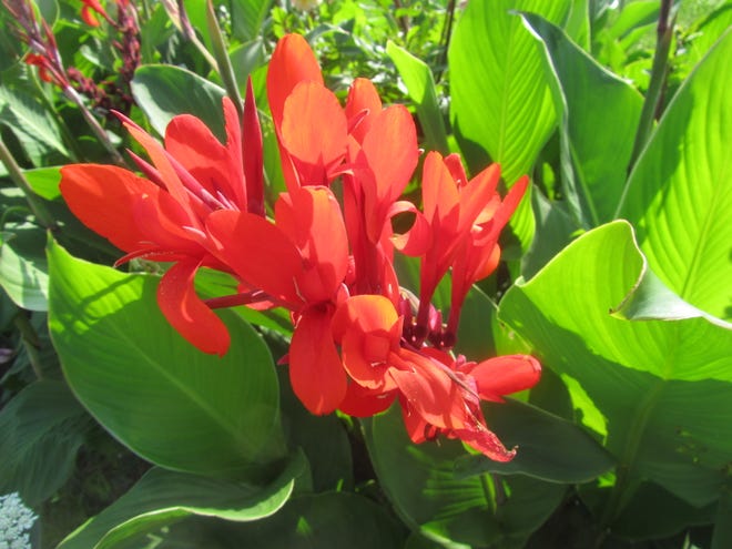 Canna flowers add lots of color to any garden.
