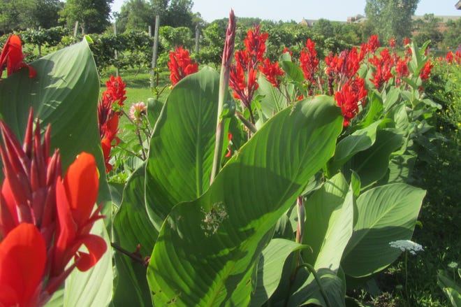 Canna seeds can be harvested from canna plants growing in your garden.