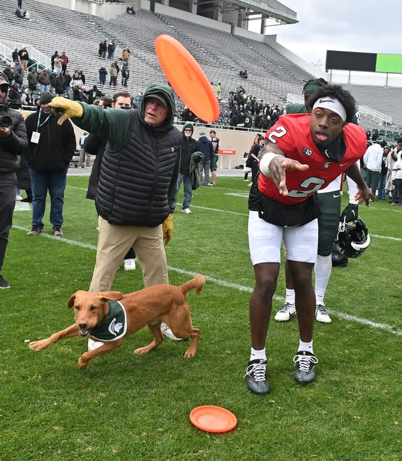 Quarterback Aidan Chiles throws the disc to Zeke the Wonder Dog, who eventually got one possible due to throwing errors, after the Michigan State football's spring showcase/scrimmage at Spartan Stadium.