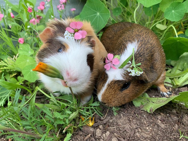 Award of Excellence: “ Piggies in the Garden, ” by Olivia Kinney of Genesee Twp. Kinney sprinkled blossoms on the heads of her two rescued guinea pigs, Azalea and Meadow, as they munched on marigolds. “ Meadow, the brown one, came to me in very ill health, ” Kinney said. “ She is now a plump and happy potato and her favorite things to do are eat and snuggle. When it ' s veggie time she ‘ wheeks ’ at the top of her piggy lungs in happiness.