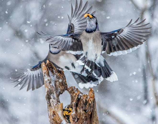 Woods and Wildlife winner: " Dancing Blue Jays, " by Miguel Denyer of Garden City. " I was at Kensington Metropark photographing songbirds and other wildlife when I noticed the blue jays landing on a particular tree stump, eating seeds and nuts left by other nature watchers. " As they battled for domination, " I had to make the necessary adjustments to my shutter speed and ISO settings in order to capture the birds in flight and capture the snow falling also.