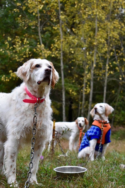 “ Waiting Their Turn, ” by Caroline Harris of Petersburg. Her photo of “ three of my field-bred English Setters, on stake-out in a clearing off a two-track near Gladwin ” looks like it ’ s straight from an Orvis ad.