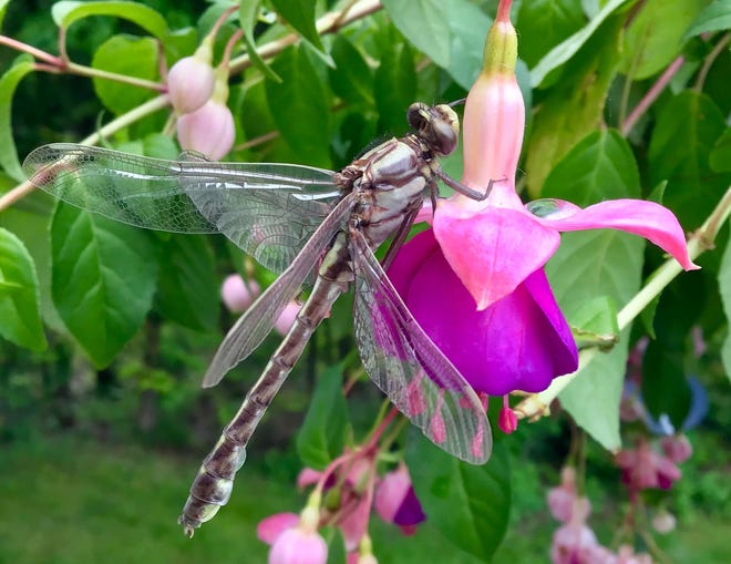 " Seeking Perfect Water, " by Suzette Kandow of Presque Isle. After a light rain shower in June, " Several of these newborn clubtail dragonflies had found their way to the deck, " she said. " But this little guy seemed to be searching for something more as he flew onto the fuchsia plant. I went back into the house, grabbed my iPad, and took a couple quick shots. When I checked this one photo, I spotted the droplet of rain water sitting just out of his reach on the fuchsia petal. A clubtail dragonfly had gone seeking the perfect water and with his search, he gave me the perfect gift.