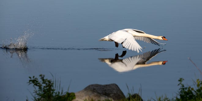" Early Morning Takeoff, " by Charles Gammon of Brighton. " I was standing on a point at Kent Lake and saw two swans land to my right, " he said. " To my left (another) swan started swimming toward the two that had just landed and I thought it might fly toward them to chase them off. Sure enough it took off and went across the water right in front of me.