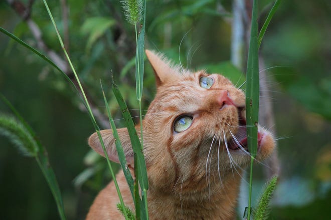" Adventure, " by Rachel Appold of Howell. Simba loves to look for catnip in the backyard. " He slowly crawled around in search for the herb, while munching on long grass along the way, " she said. " Simba ' s face showed that he was in heaven.