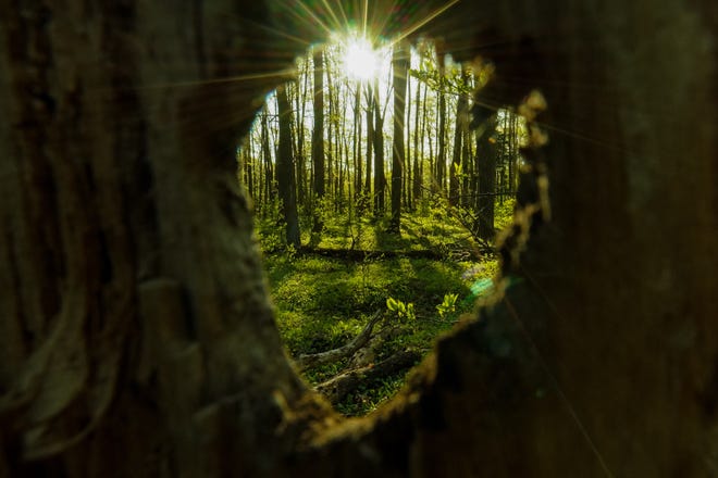" Keyhole, " by Cameron Wilcox of Marquette, shot in Bewabic State Park in Iron County. Wilcox shot this woods scene in Bewabic State Park this spring, wanting to " catch those early leaves before they could really unfurl so they were a nice light green color. That area has a lot of nice hardwood forests, so it looks like a storybook. I found that old stump with a hole in it and the sun lined up just right for a photo.