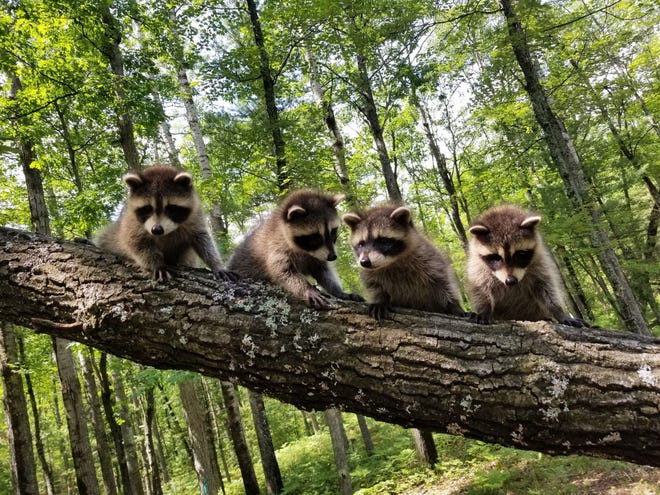 Woods and Wildlife finalists: " Pure Northern Michigan, " by Sasha Woodruff of Roscommon. During a walk in her hometown ' s woods this summer, she captured a charming sight: " Four sweet baby raccoons!