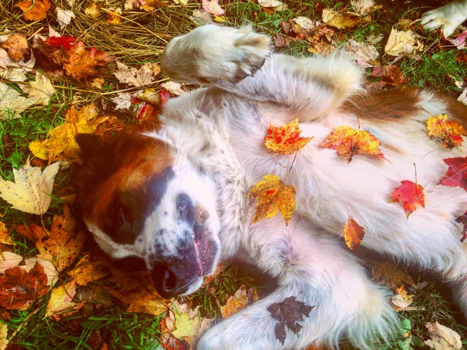 " Autumn, " by Lakelynn Holsworth of Carsonville. Freckles, the Saint Bernard owned by her boyfriend ' s mother, " has always been a pretty photogenic dog, " she said. " She would just walk over to me and then roll onto her back patiently waiting for scratches. I carefully placed the fall leaves on her stomach and took a few shots; she didn ' t even move.