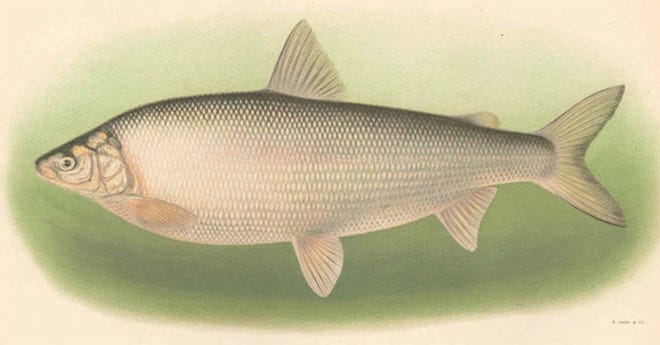 Whitefish, shown in a 1911 illustration, was the most bountiful and popular fish taken from the Detroit River in the 19th century. Decades of overfishing, spawning ground destruction and industrial pollution led to the elimination of whitefish in the river until 2006.